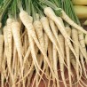 Semillas de Perejil De Raíz Berlín | Seeds Shop Store