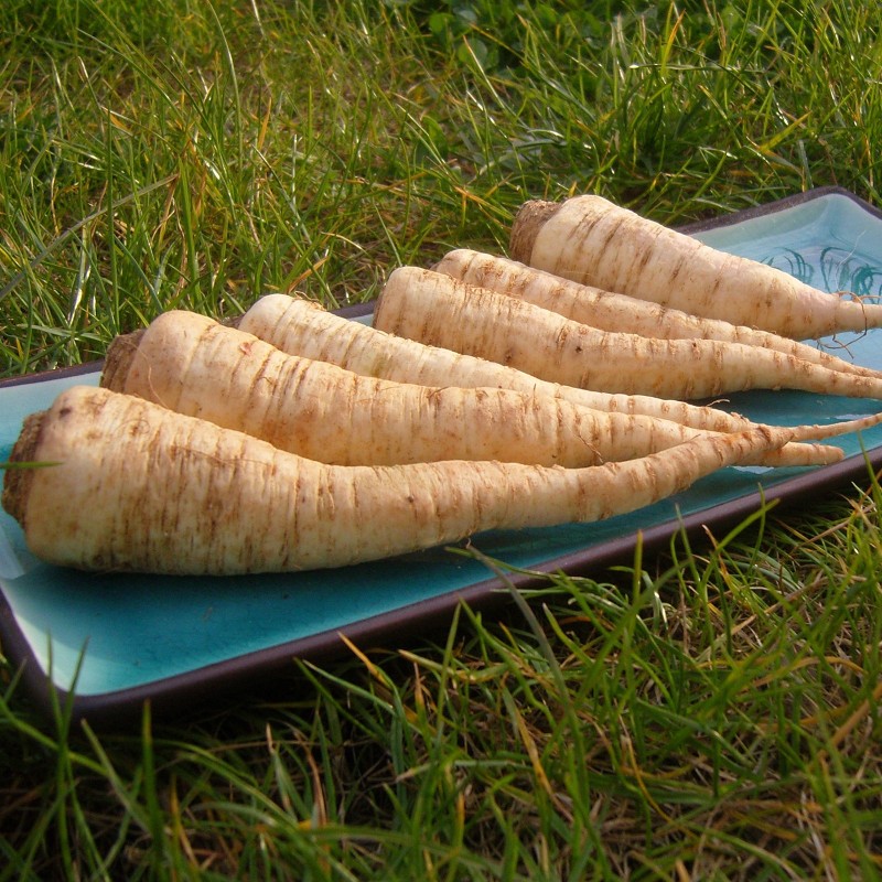 Semillas de Perejil De Raíz Berlín | Seeds Shop Store