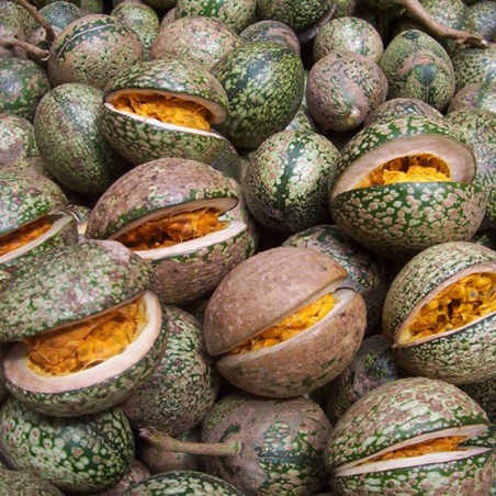 Voacanga africana Seeds | Seeds Shop Store