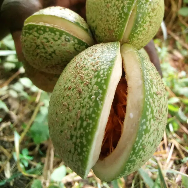 Voacanga africana Seeds | Seeds Shop Store