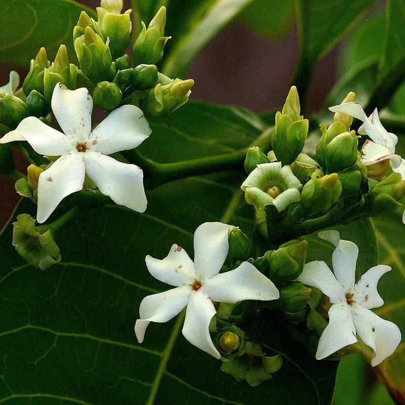 Voacanga africana Seeds | Seeds Shop Store