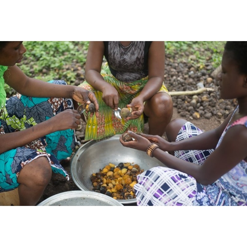 Voacanga africana Seeds | Seeds Shop Store