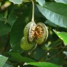 Voacanga africana Seeds | Seeds Shop Store