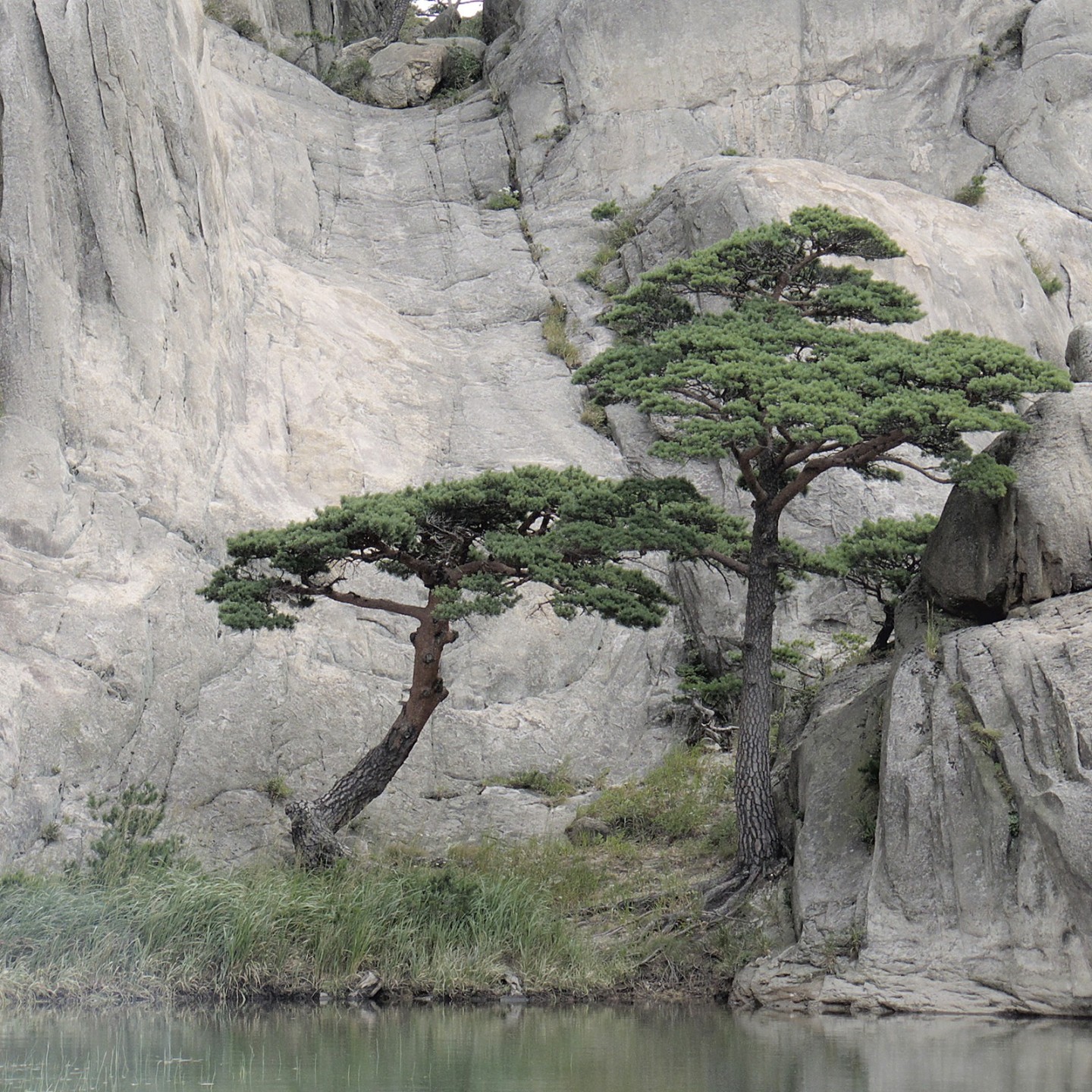 Japanische Rotkiefersamen (Bonsai) (Pinus densiflora) | Alte, Bio &  exotische Samen | Exotic Seeds Shop