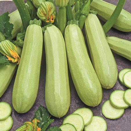 Lange weiße Kürbis Samen Lungo Bianco di Sicilia | Seeds Shop Store