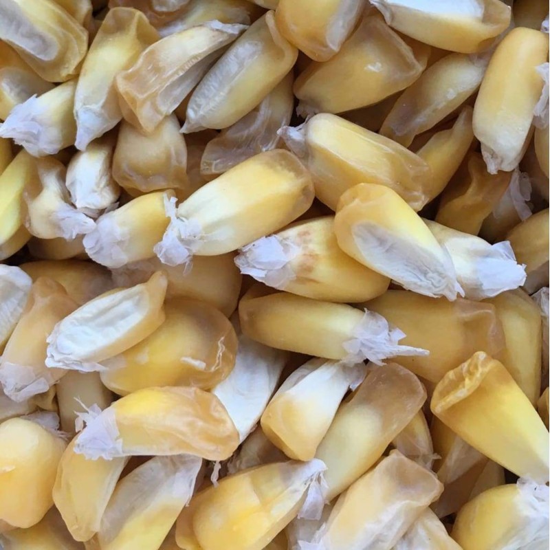 Röstmais - Mais der Anden Gelb Chulpe Samen | Seeds Shop Store