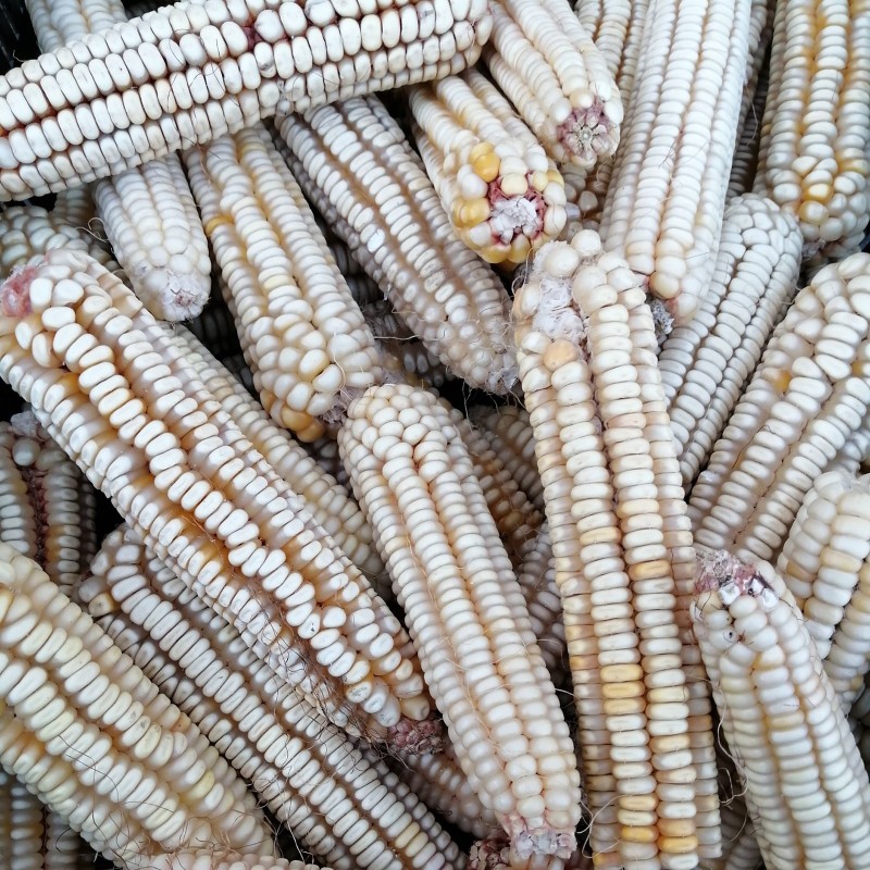 Mais Osmak Samen (acht Reihen) | Seeds Shop Store