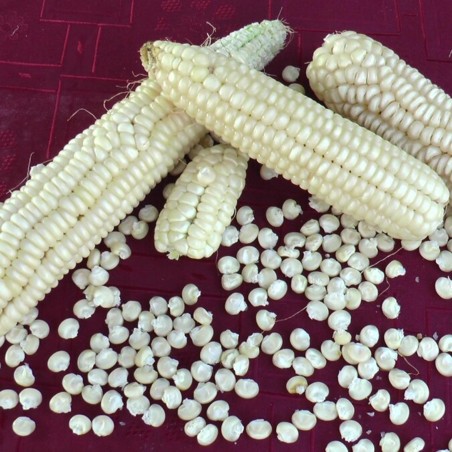 Mais Osmak Samen (acht Reihen) | Seeds Shop Store