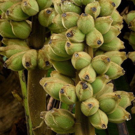 Bornean Hairy Banana Seeds (Musa hirta) | Seeds Shop Store