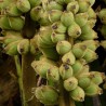 Bornean Hairy Banana Seeds (Musa hirta) | Seeds Shop Store
