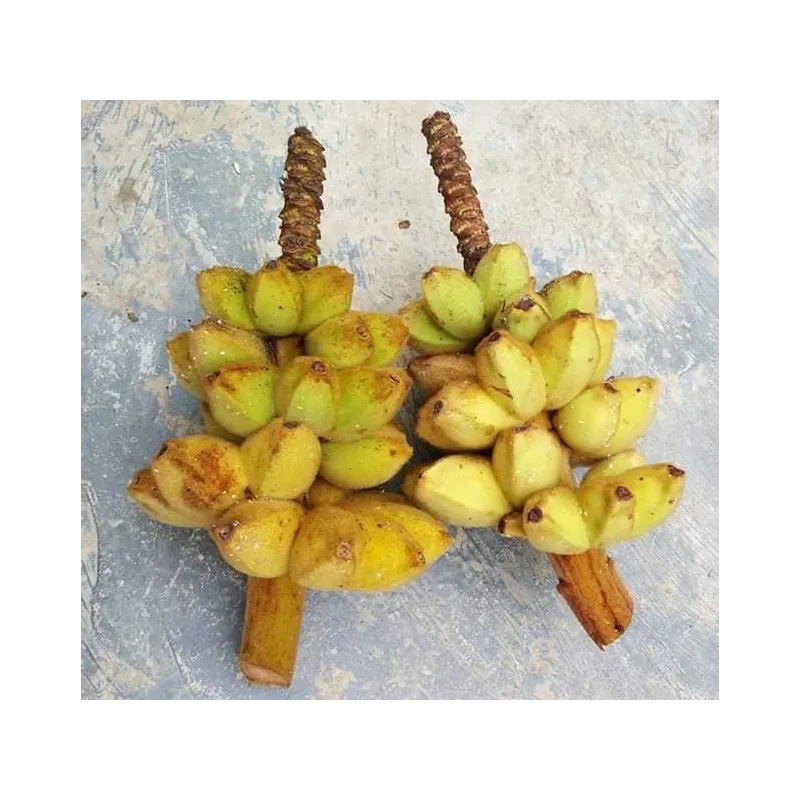 Bornean Hairy Banana Seeds (Musa hirta) | Seeds Shop Store