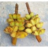 Bornean Hairy Banana Seeds (Musa hirta) | Seeds Shop Store