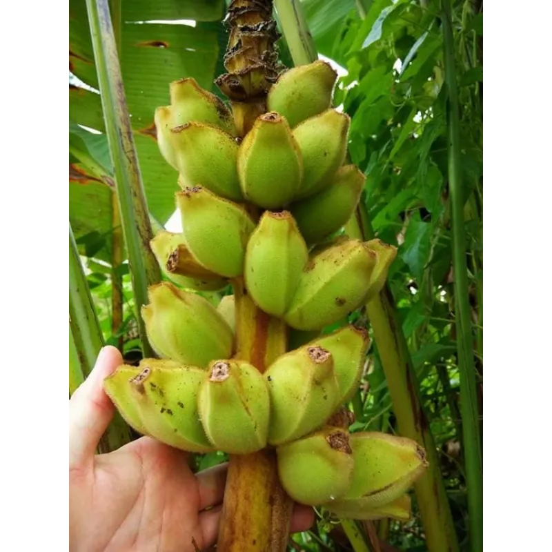 Bornean Hairy Banana Seeds (Musa hirta) | Seeds Shop Store