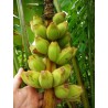 Bornean Hairy Banana Seeds (Musa hirta) | Seeds Shop Store