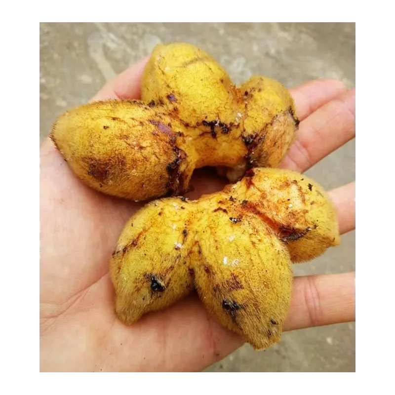 Bornean Hairy Banana Seeds (Musa hirta) | Seeds Shop Store