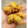 Bornean Hairy Banana Seeds (Musa hirta) | Seeds Shop Store