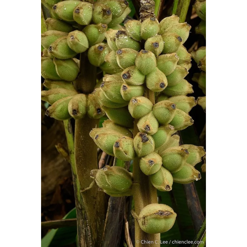 Bornean Hairy Banana Seeds (Musa hirta) | Seeds Shop Store