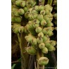 Bornean Hairy Banana Seeds (Musa hirta) | Seeds Shop Store