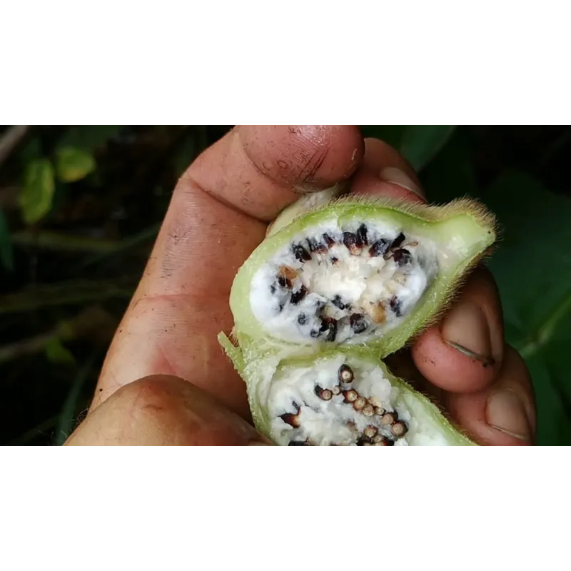 Bornean Hairy Banana Seeds (Musa hirta) | Seeds Shop Store