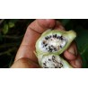 Bornean Hairy Banana Seeds (Musa hirta) | Seeds Shop Store