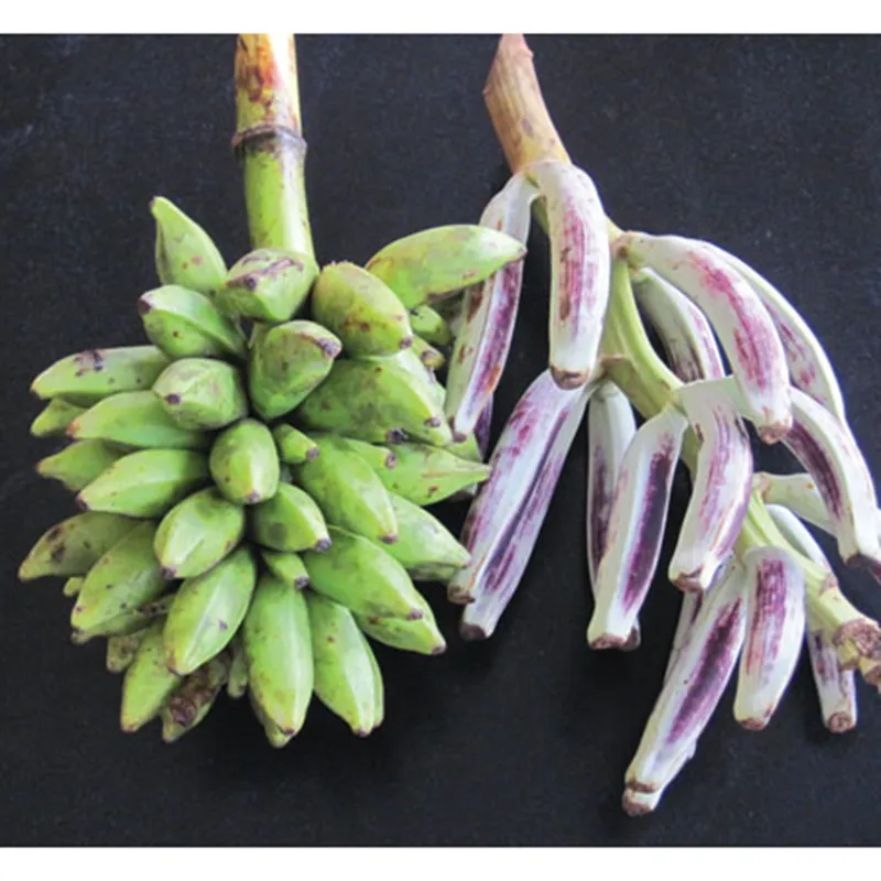 Bornean Hairy Banana Seeds (Musa hirta) | Seeds Shop Store