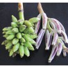 Bornean Hairy Banana Seeds (Musa hirta) | Seeds Shop Store
