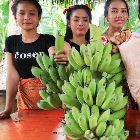 Bornean Hairy Banana Seeds (Musa hirta) | Seeds Shop Store