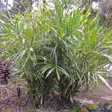 Miniature sugar palm seeds (Arenga caudata) | Seeds Shop Store