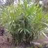 Miniature sugar palm seeds (Arenga caudata) | Seeds Shop Store