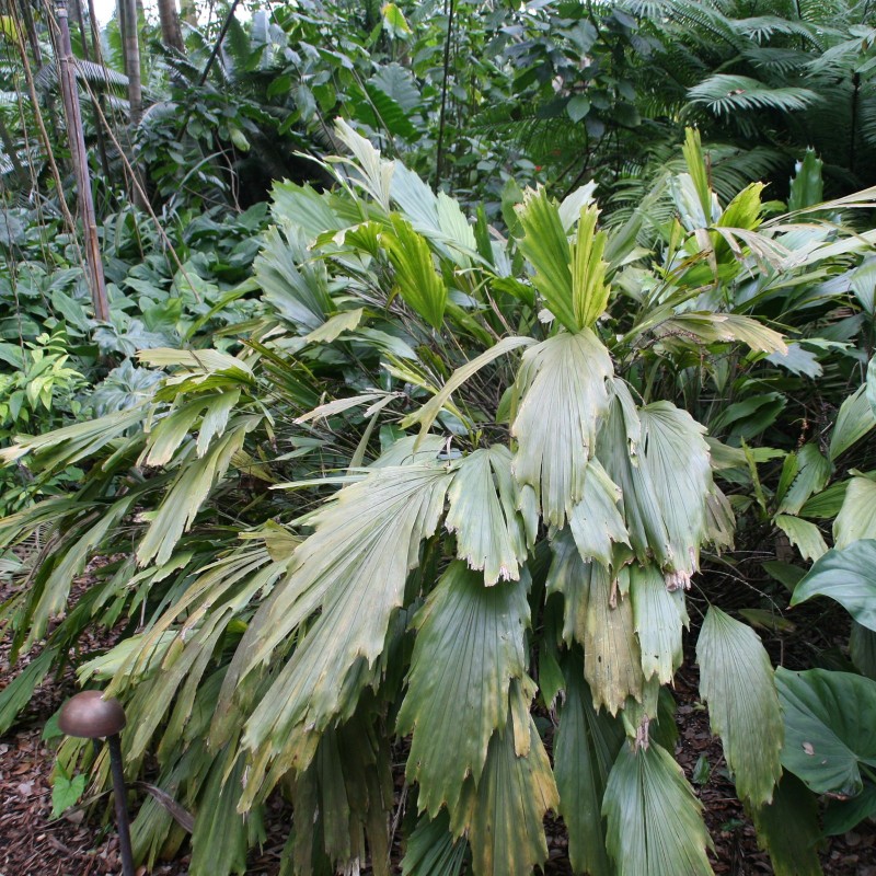 Miniature sugar palm seeds (Arenga caudata) | Seeds Shop Store