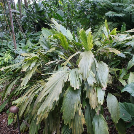 Miniature sugar palm seeds (Arenga caudata) | Seeds Shop Store