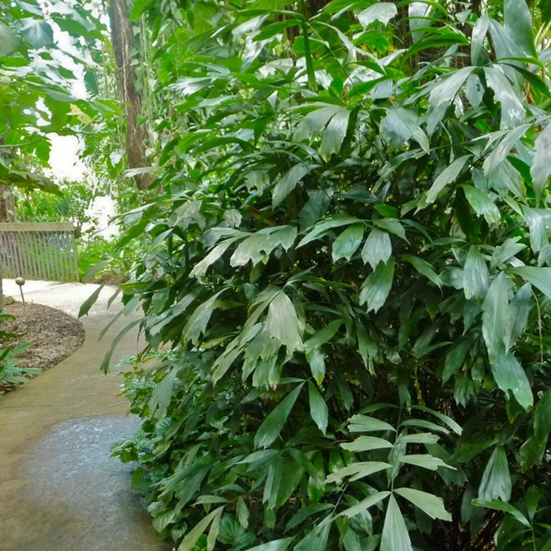 Miniature sugar palm seeds (Arenga caudata) | Seeds Shop Store