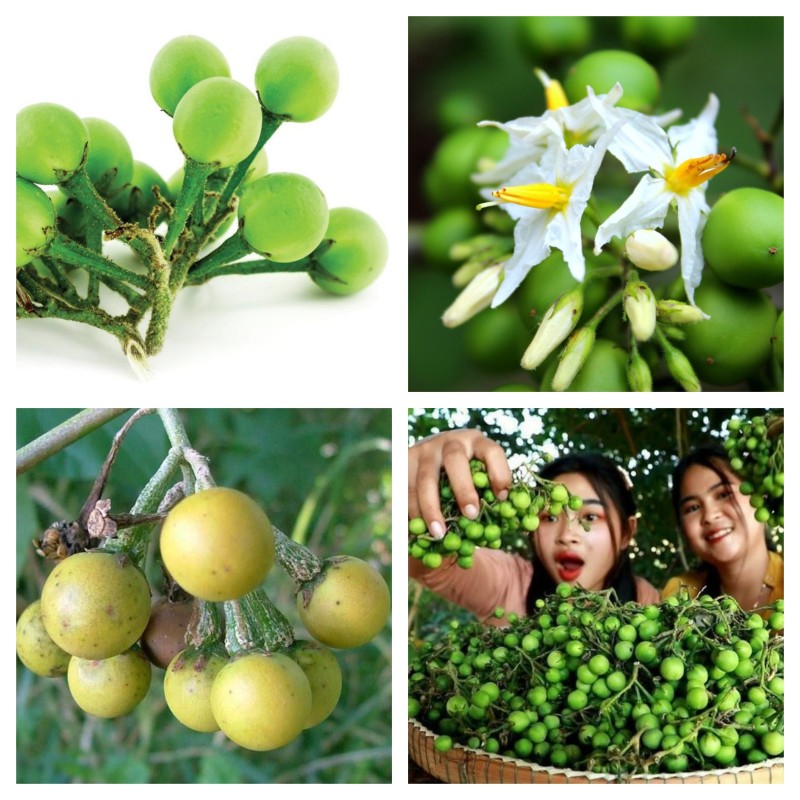 Semi di Fico Del Diavolo (Solanum torvum) | Seeds Shop Store