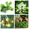 Semi di Fico Del Diavolo (Solanum torvum) | Seeds Shop Store