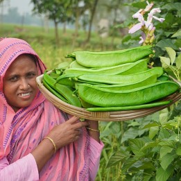 Japanese Giant White Sword Bean seeds "Shironata Mame" - 4.455