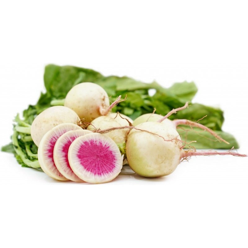 Radish Watermelon Seeds | Seeds Shop Store