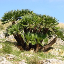 Σπόροι Χαμαίρωπας Χαμηλός(Chamaerops humilis) - 2.7