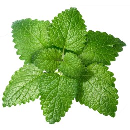 Limun Trava - Maticnjak Seme (Melissa Officinalis) - 299.088416