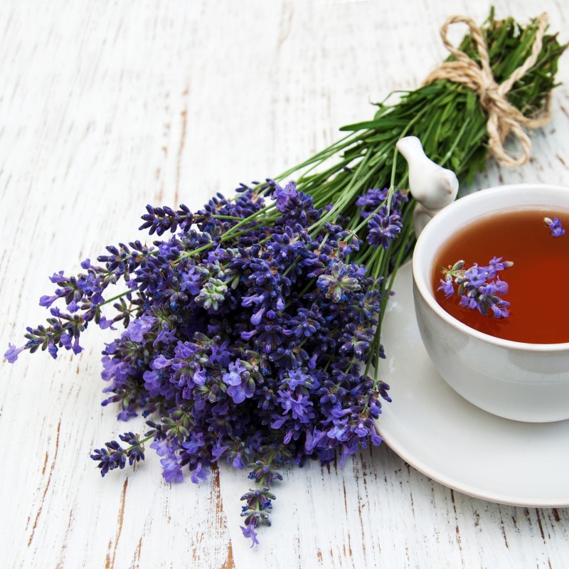 Hyssop 1kg Seeds (Hyssopus officinalis) | Seeds Shop Store