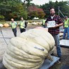 Giant White Pumpkin Seeds LUMNIA | Seeds Shop Store