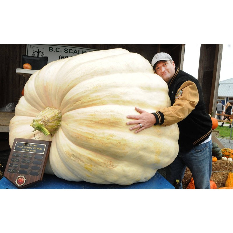 Giant White Pumpkin Seeds LUMNIA | Seeds Shop Store