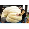 Giant White Pumpkin Seeds LUMNIA | Seeds Shop Store