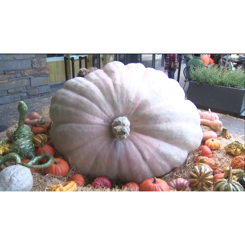 Giant White Pumpkin Seeds LUMNIA | Seeds Shop Store