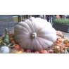 Giant White Pumpkin Seeds LUMNIA | Seeds Shop Store