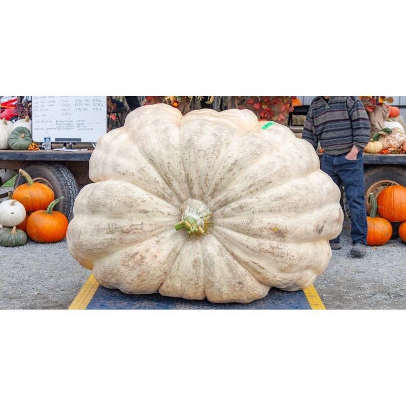 Giant White Pumpkin Seeds LUMNIA | Seeds Shop Store