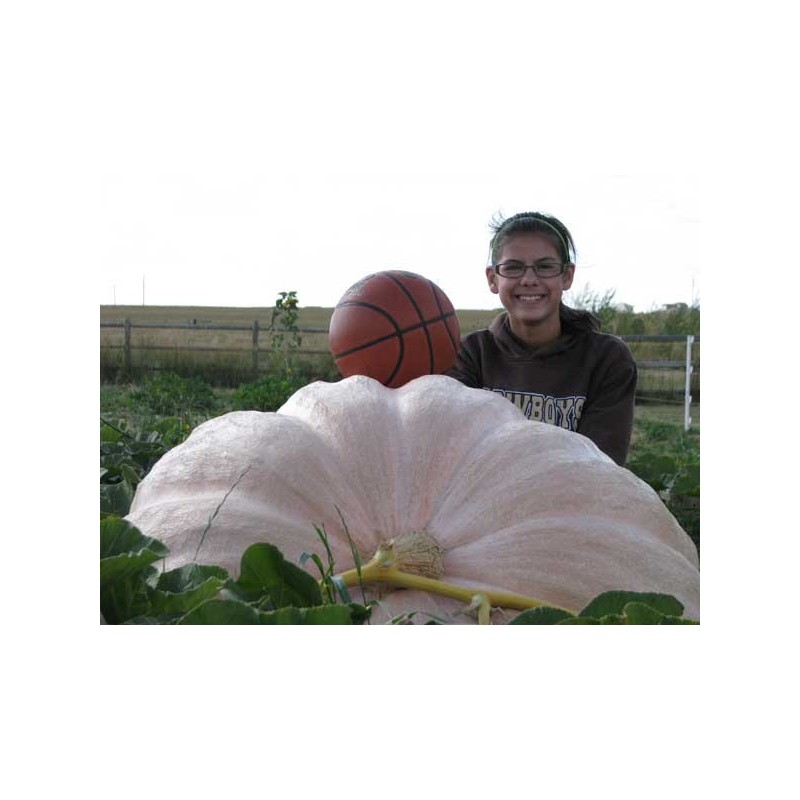 Sementes De Abóbora-Gigante Lumina | Seeds Shop Store