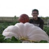 Sementes De Abóbora-Gigante Lumina | Seeds Shop Store