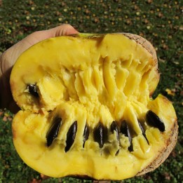 Sementes de papaw (Asimina triloba) - 6.75