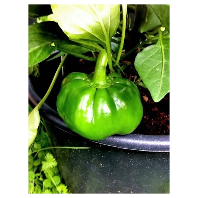 Semena sladké papriky - Green Rotund | Seeds Shop Store