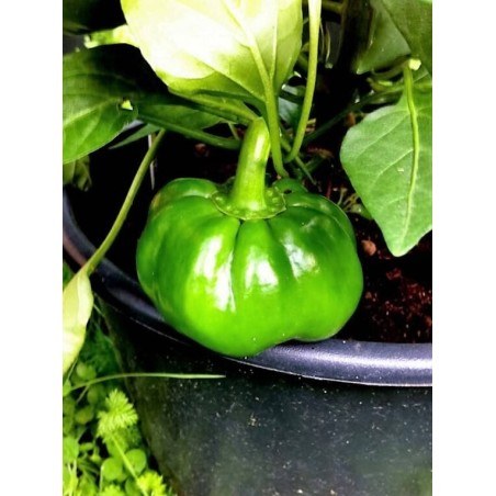 Semena sladké papriky - Green Rotund | Seeds Shop Store